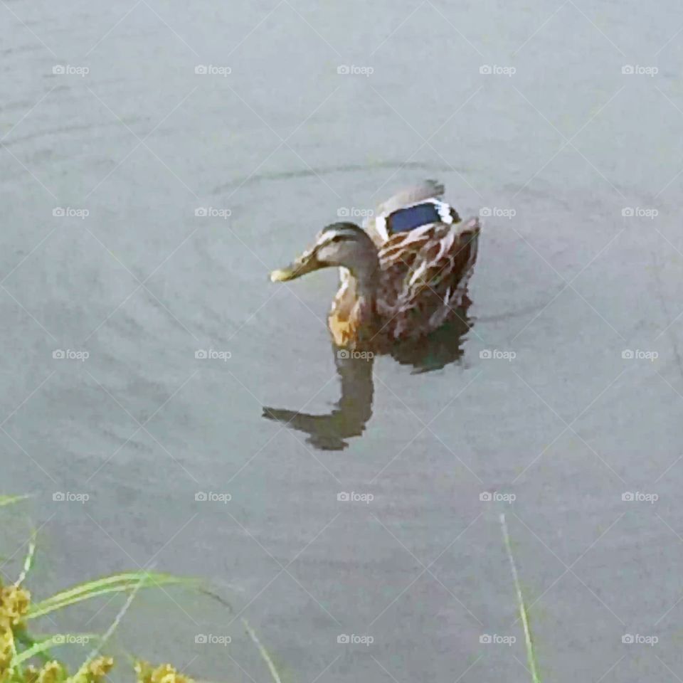 This cute little duck came a bit closer today as I have been luring him with lettuce! He lives on a large pond near my home. Quack Quack! 