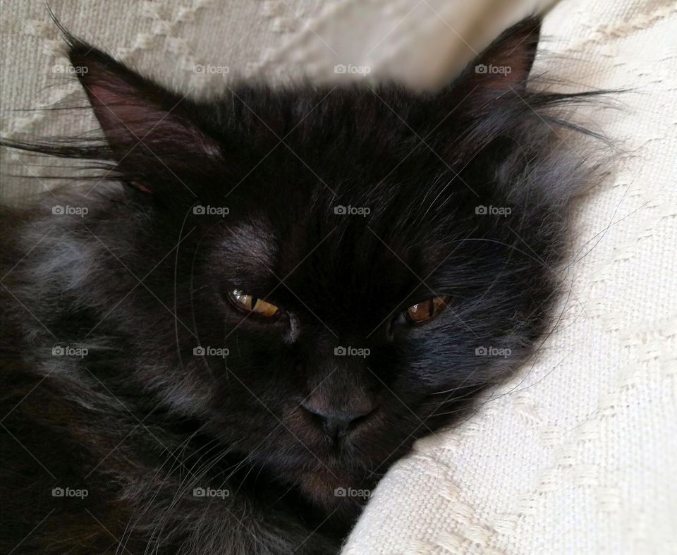 Sleepy black Persian cat lying on the sofa.