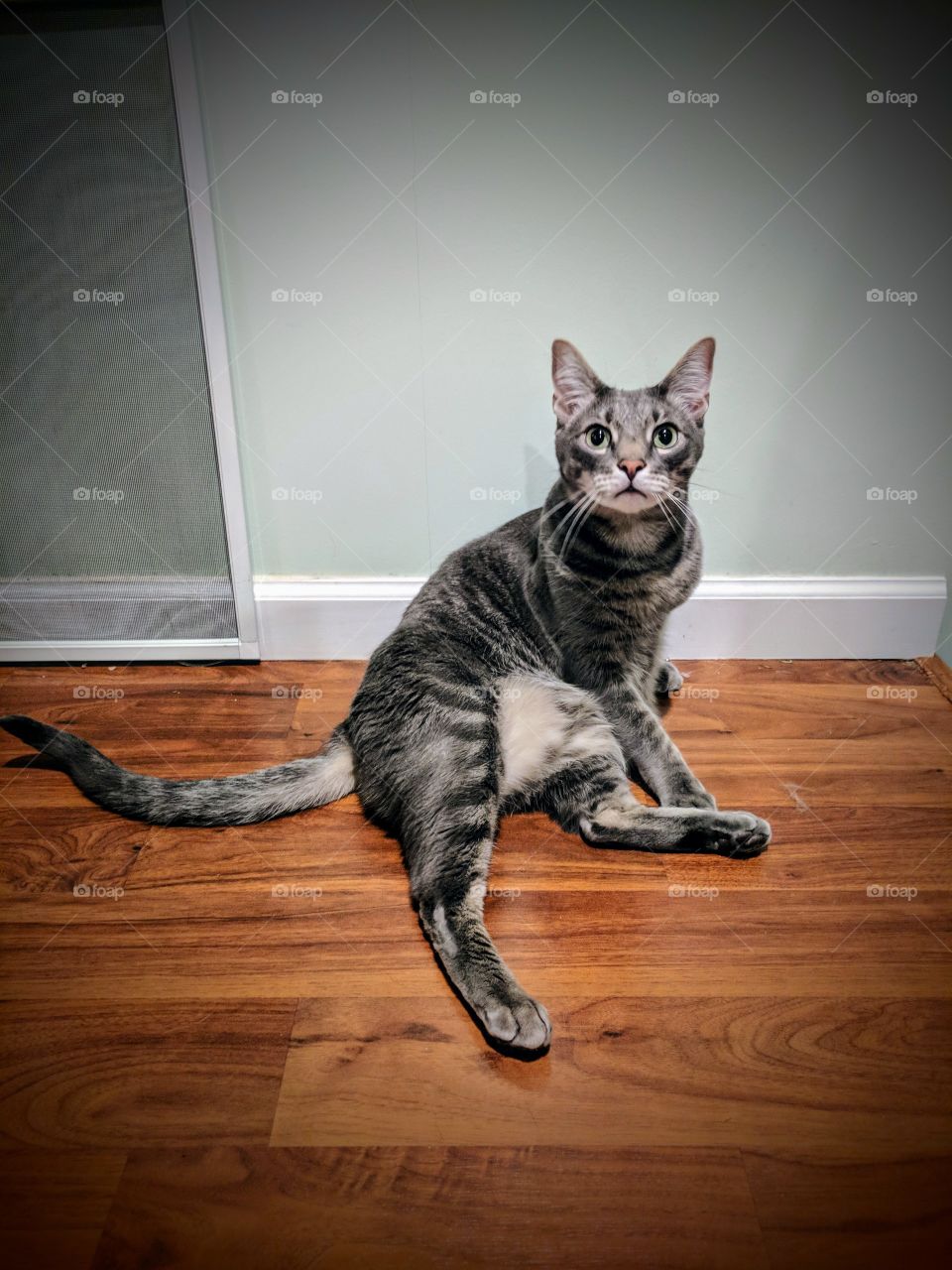 Grey Striped Cat Sitting