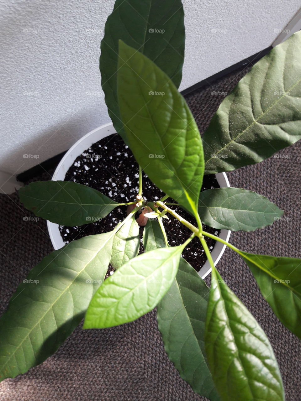my 1 year old avocado tree grown indoors