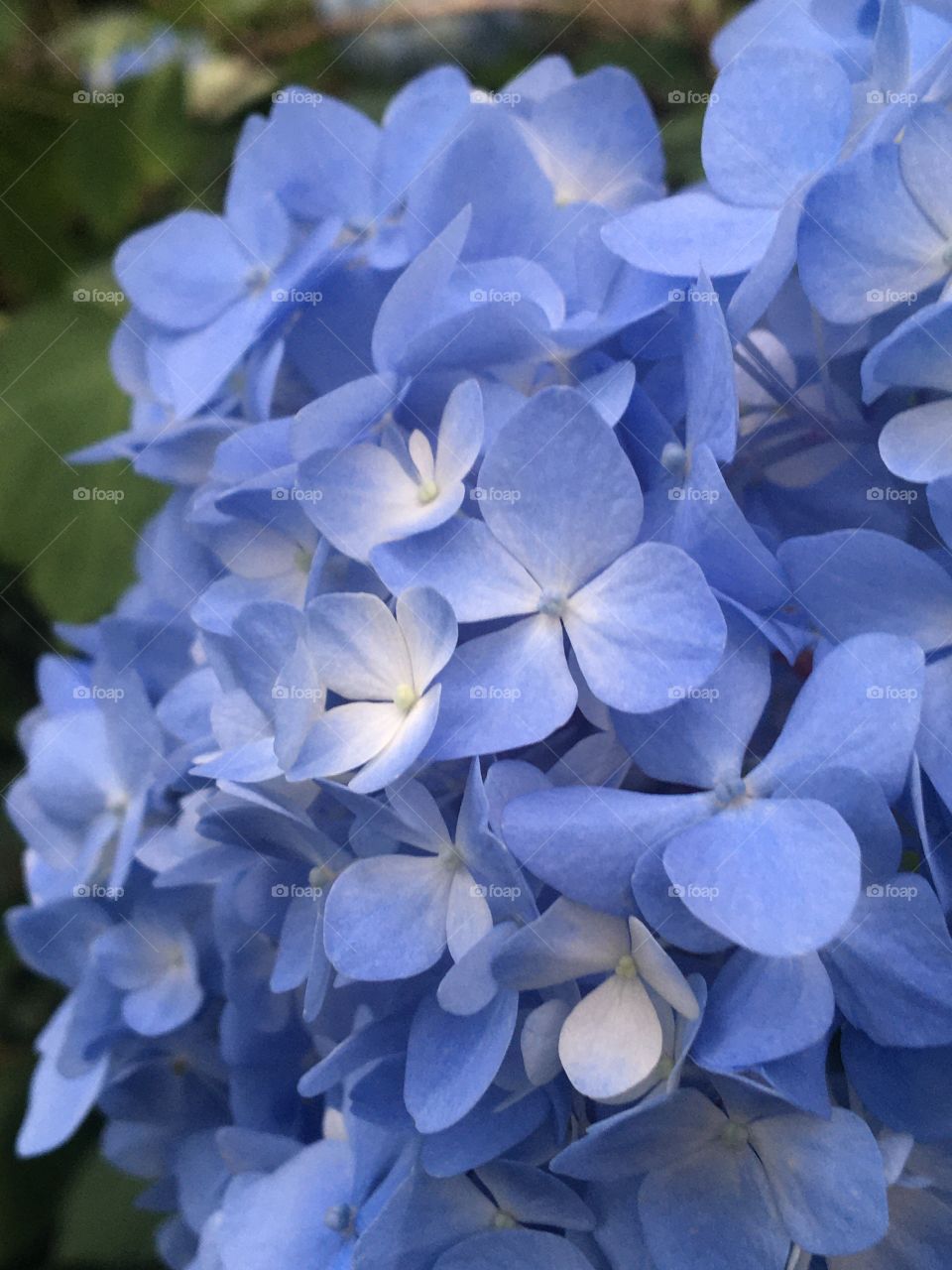 Beginning of blooming for blue hydrangea