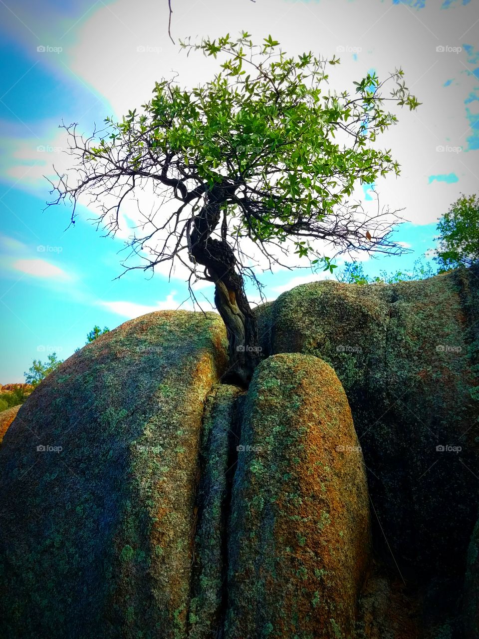 Tree reaches for sky from granite base