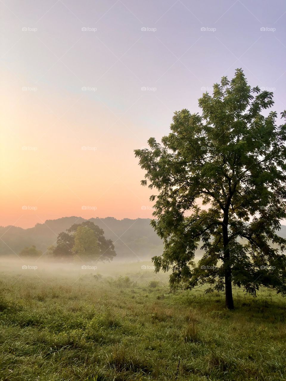 Misty daybreak over a grassy pasture. A mature tree is silhouetted in the foreground, as sunlight appears over a hill