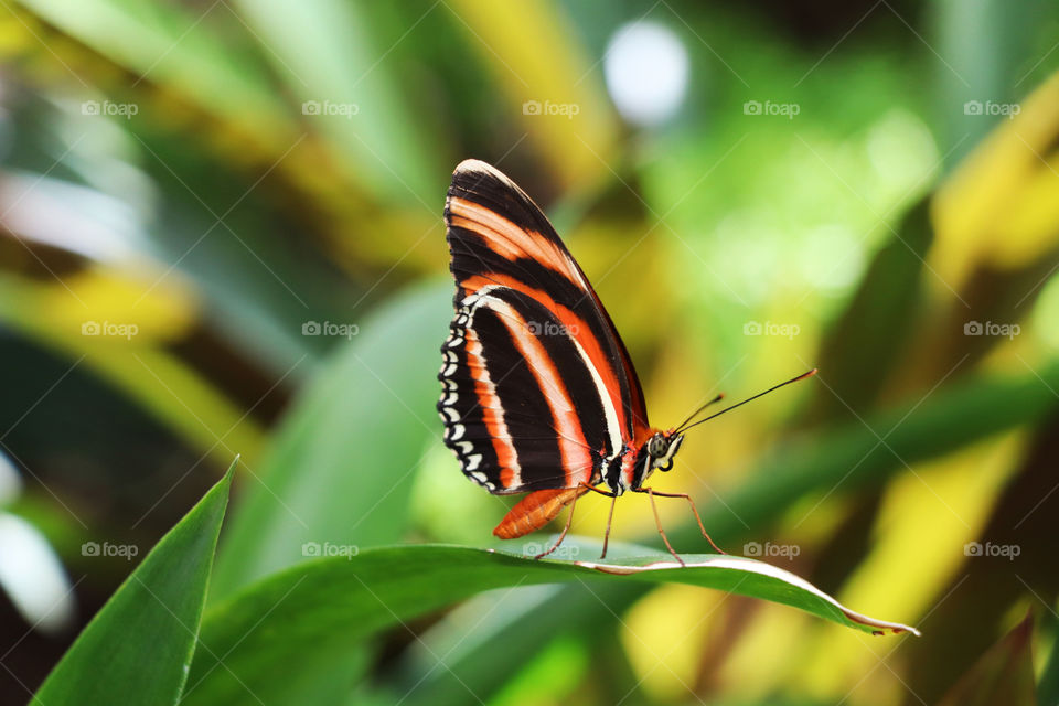 Butterfly resting in a leaf