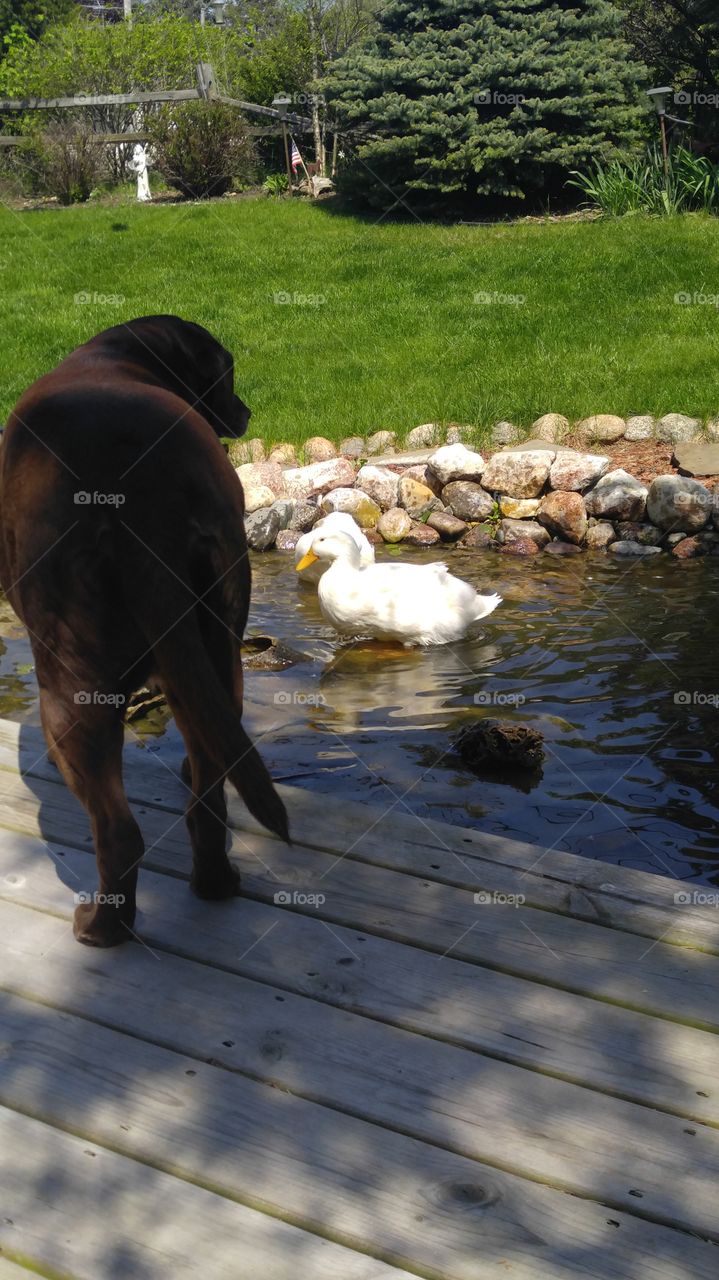 guardian of the ducks