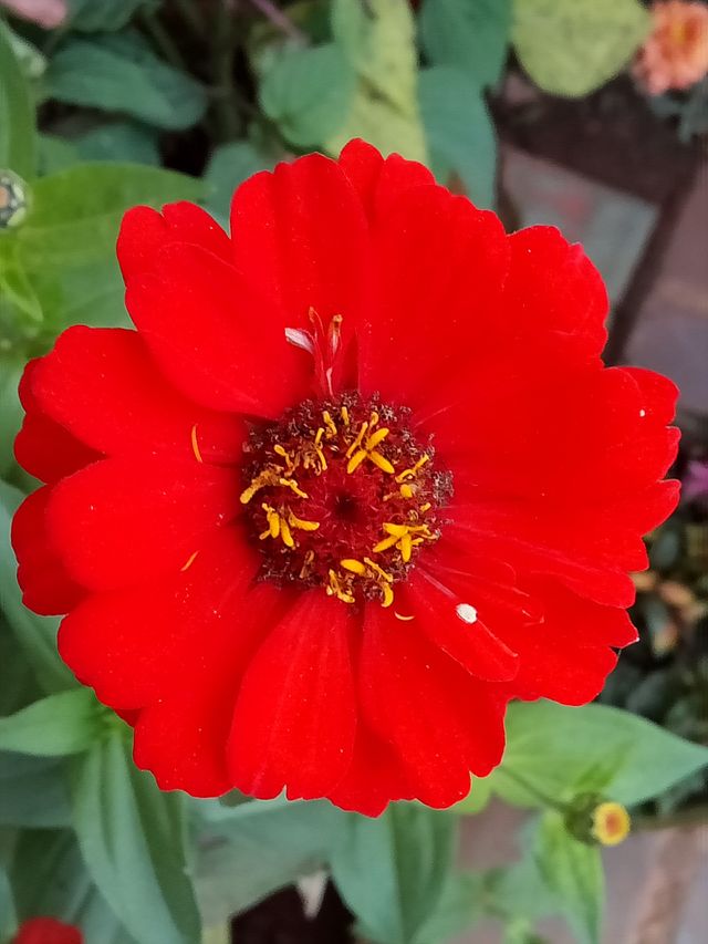 Red is beautiful
