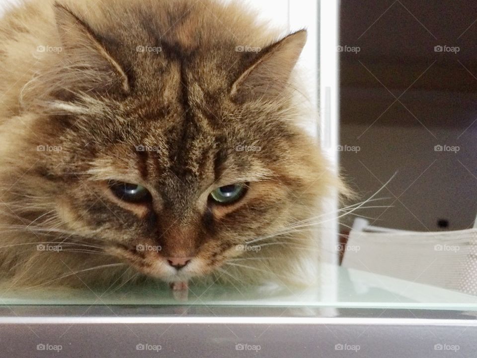 Fluffy brown cat looking down from the table