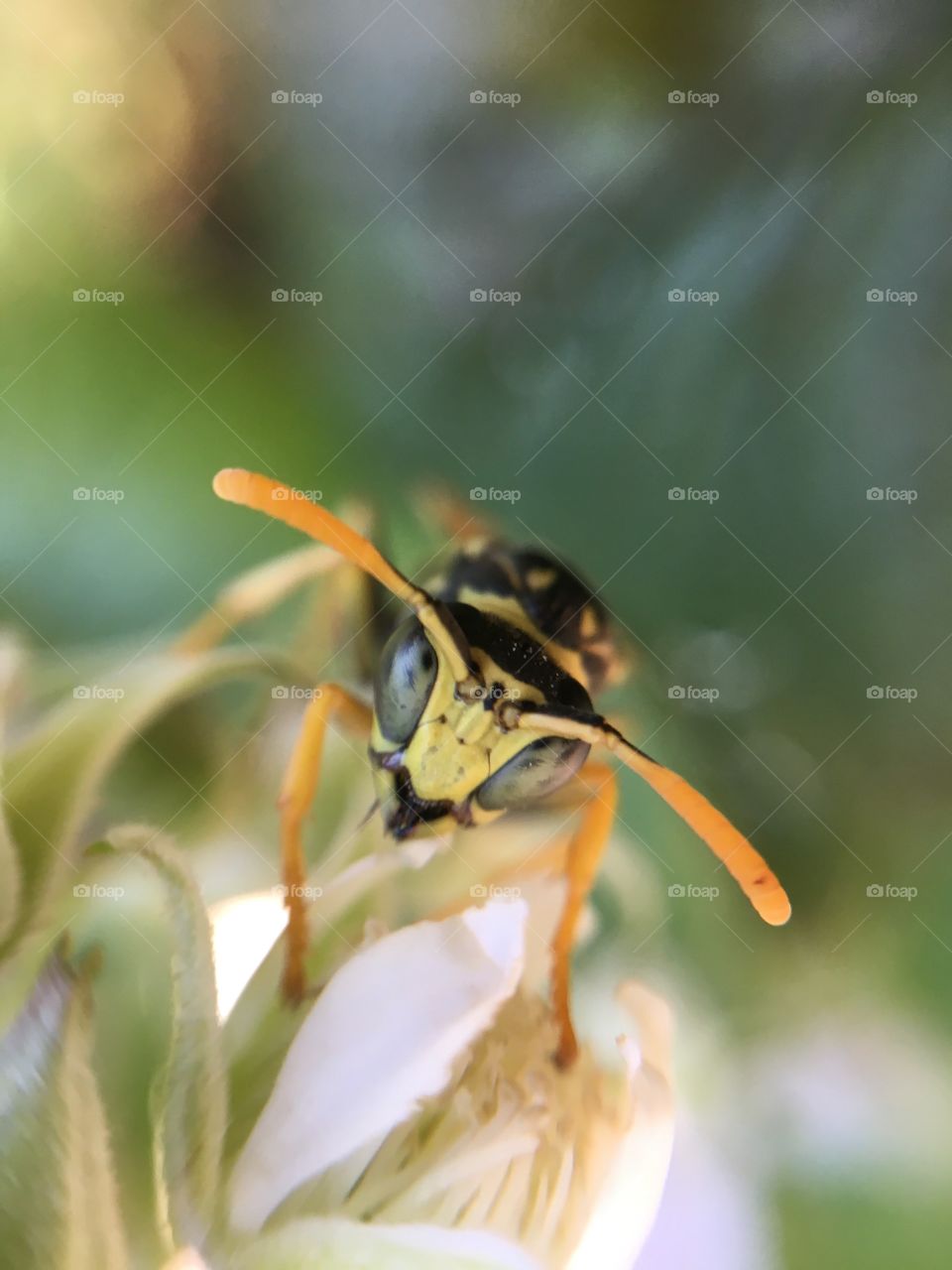 Garden wasp