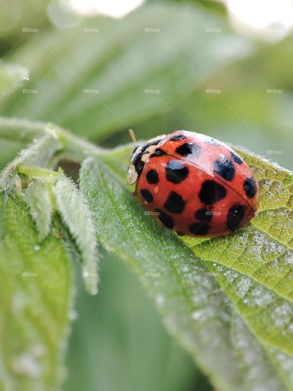Ladybug on a leaf