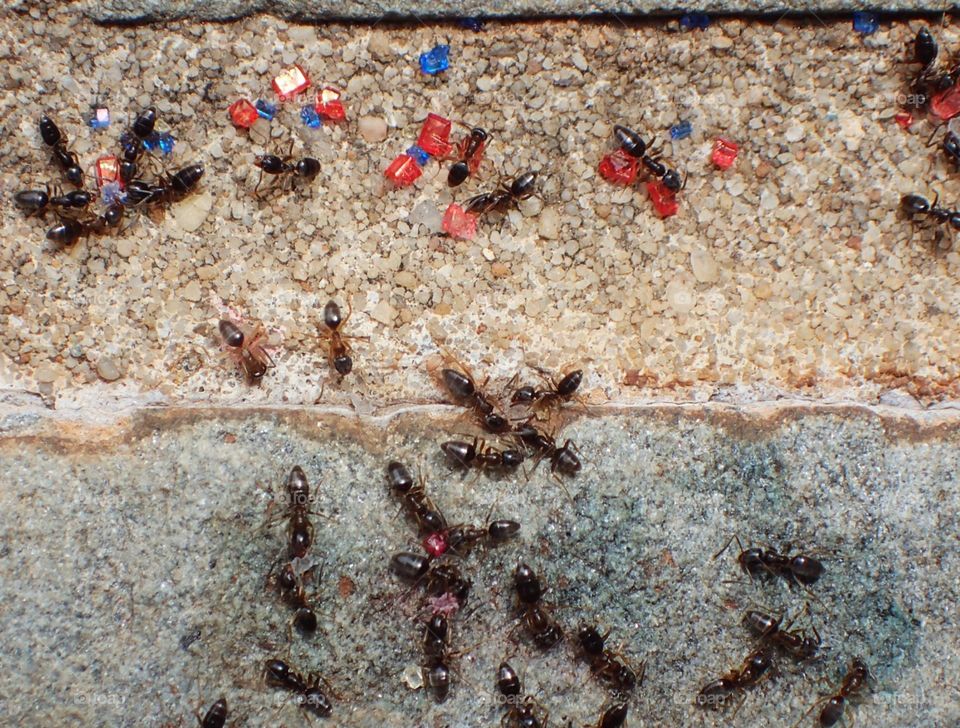 Ants eating colored sugar