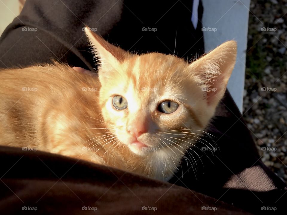 Morning sunshine on young kitten in my arms