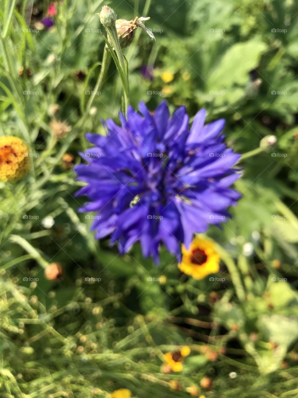 Purple wildflowers (coneflower I believe)