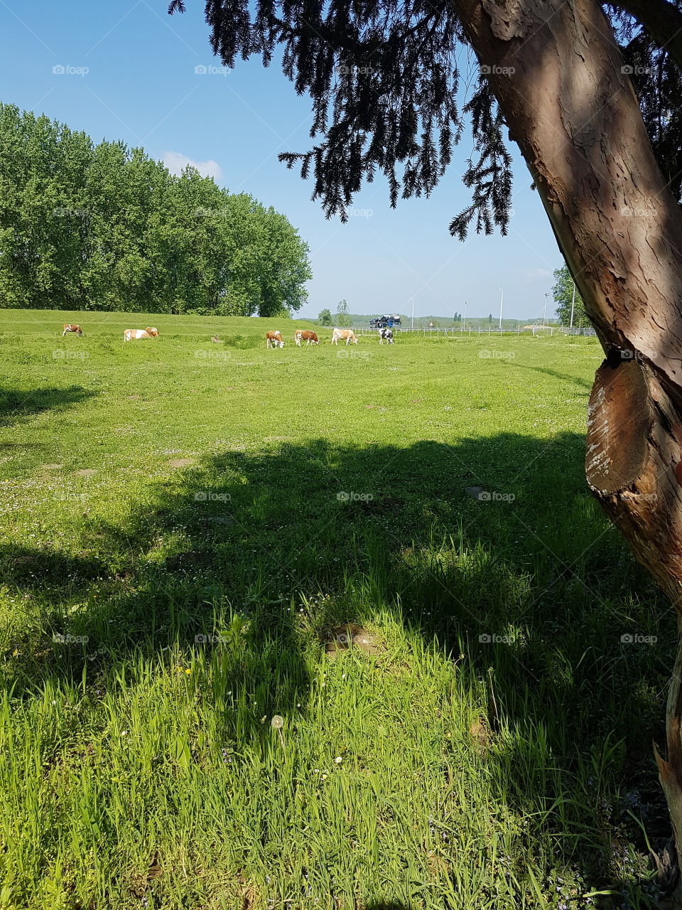 cows on meadow, pasture