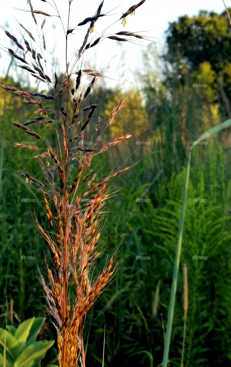 Last of summer's golden light