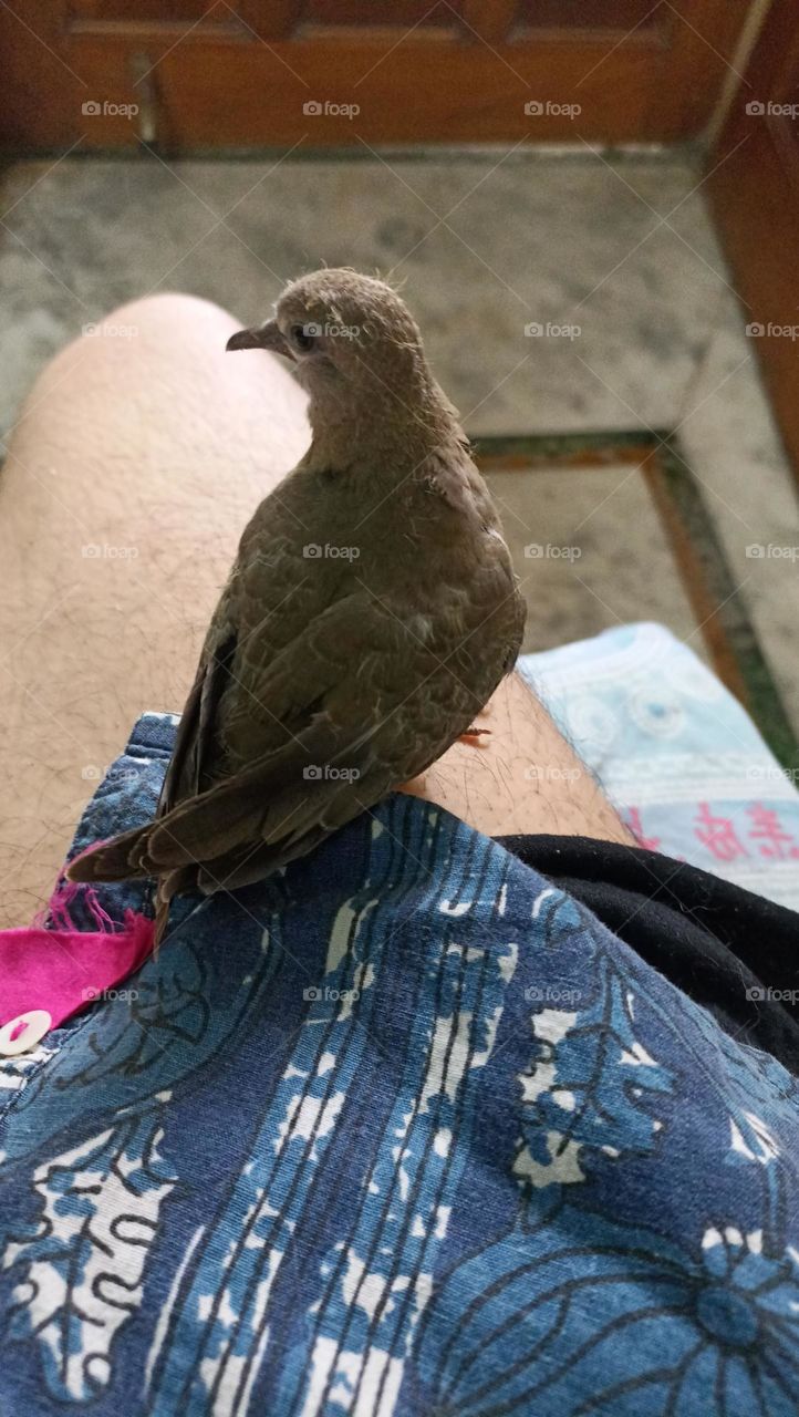 beautiful bird in the room temperature  finding safety