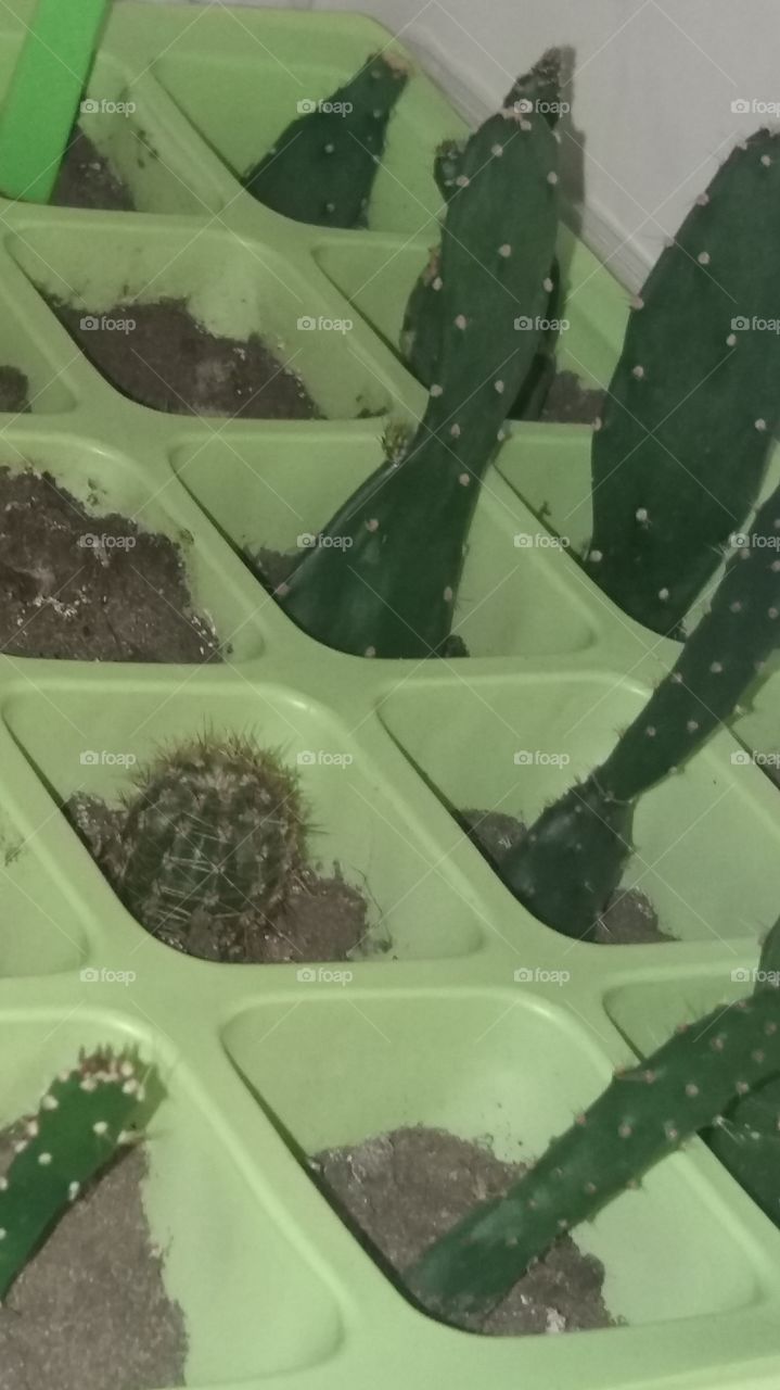 indoor plants houseplants cactus