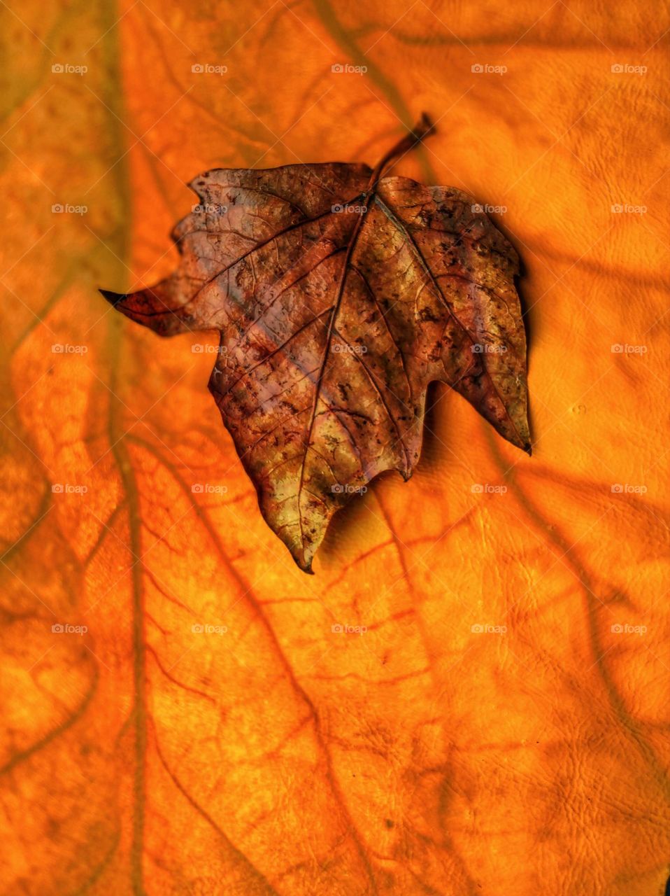 autumn leaf background