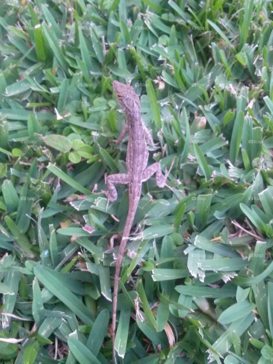 lizard in my yard . lizard 