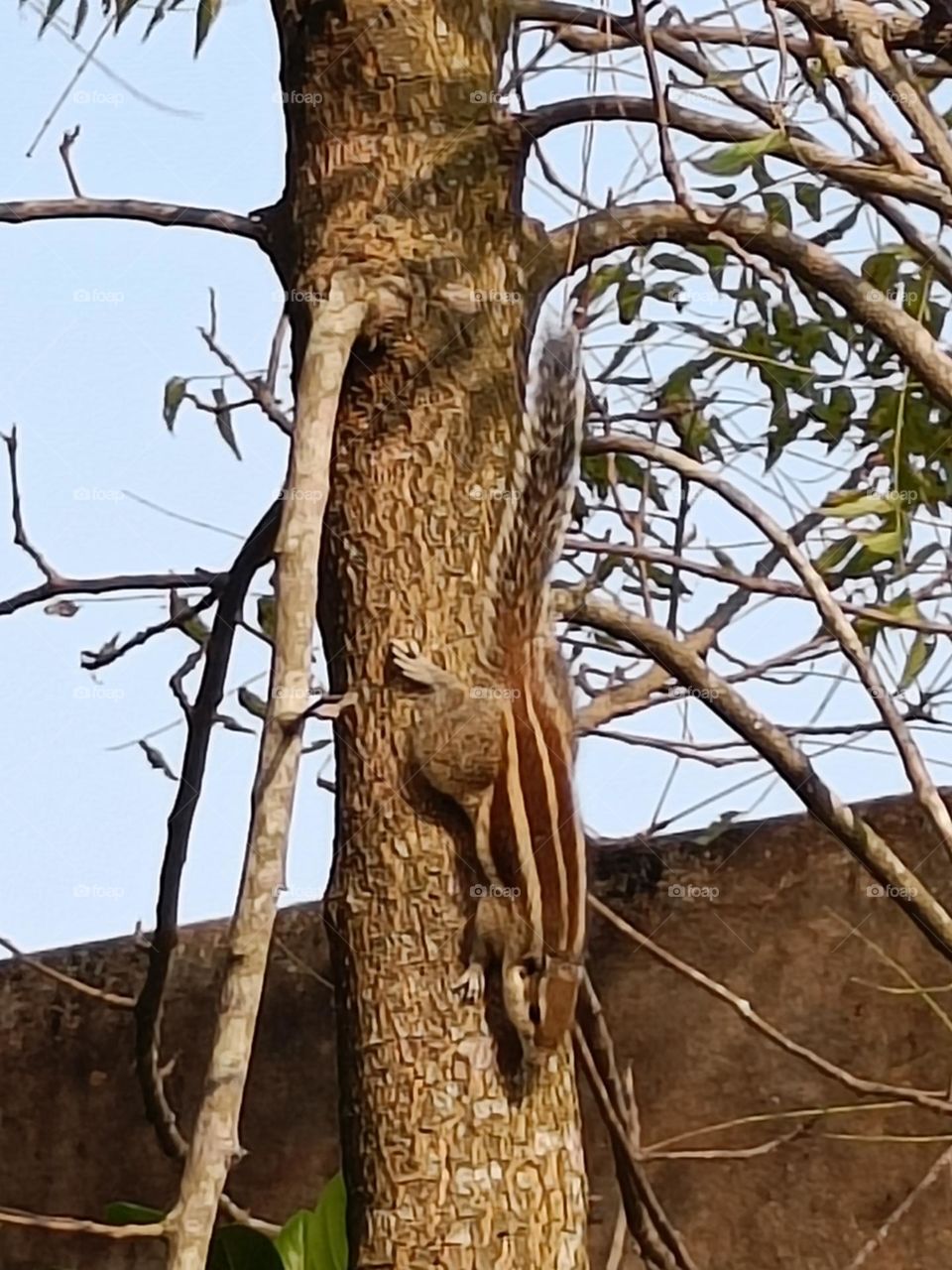 playing in winter morning