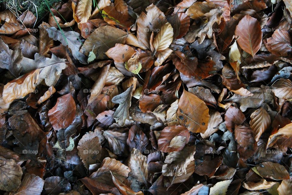 Autumn leaves brown and on ground