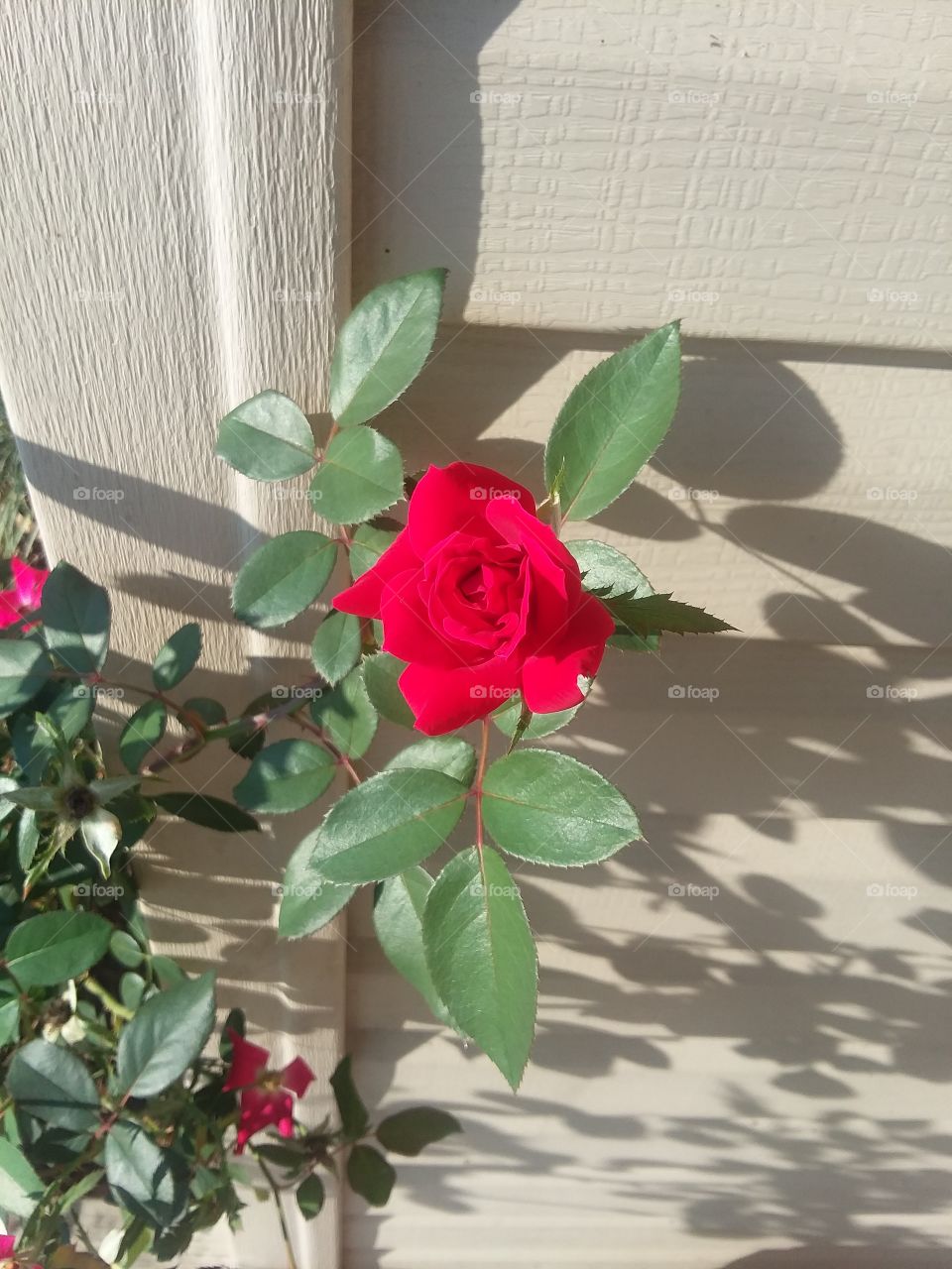 a single knockout rose