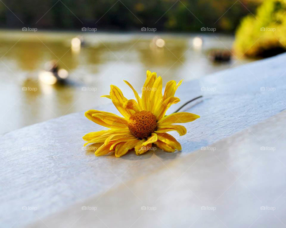 daisy in central park. Closeup of a golden yellow daisy on the bridge in Central Park New York