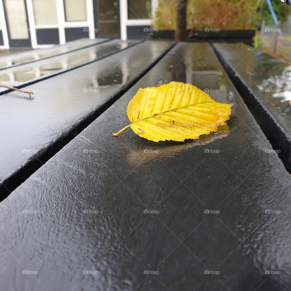 Lonely yellow leaf