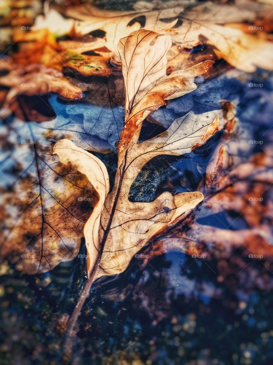 Fall Leaves in Water