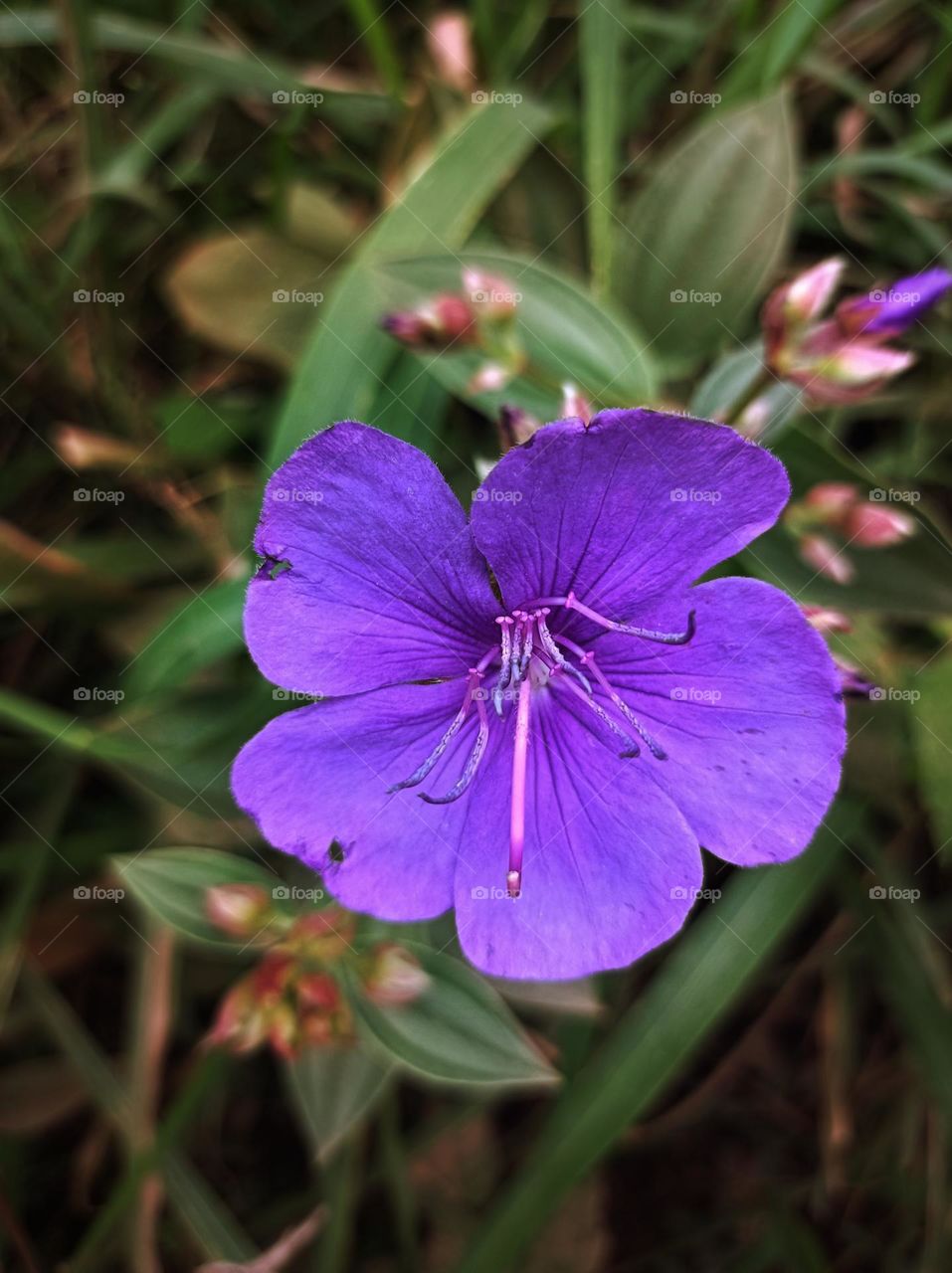 Purple flower