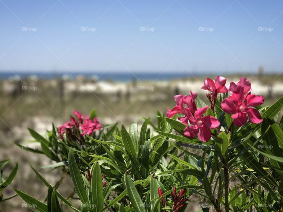 Beach landscape