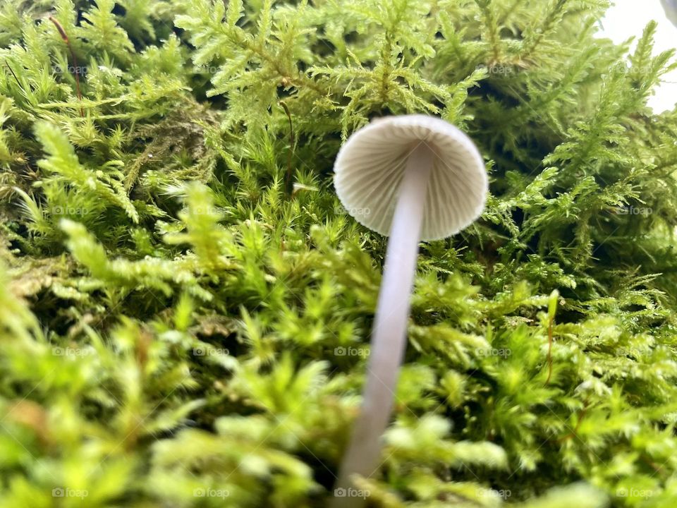 Under mushroom 