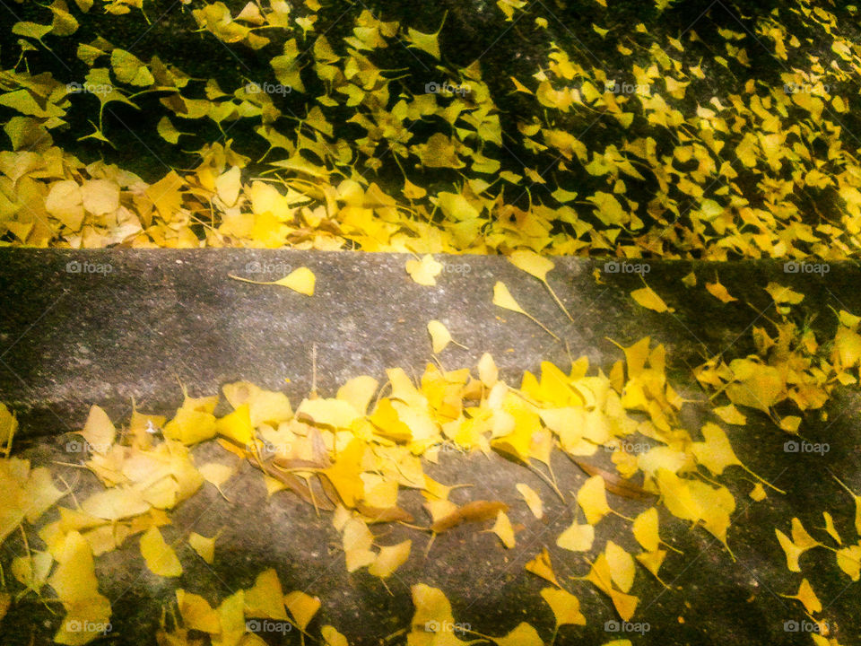 Gingko Gold Path. a sidewalk covered with gingko leaves