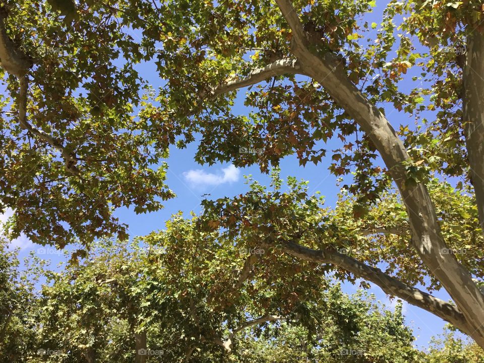 Beautiful Blue sky and green trees