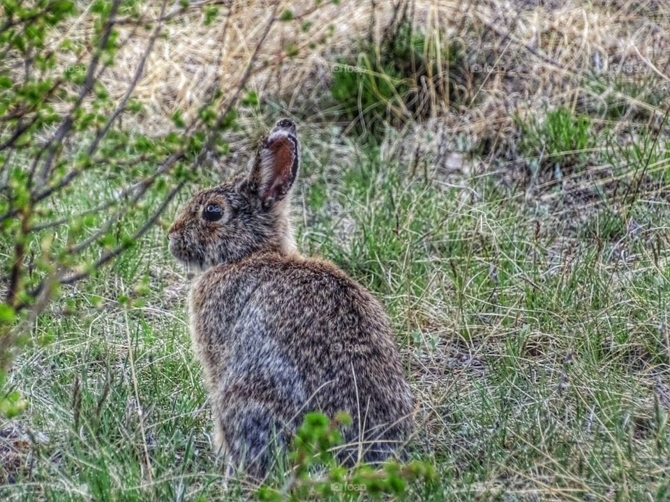 Wild Bunny Colorado . spring time Buena Vista  Colorado. 