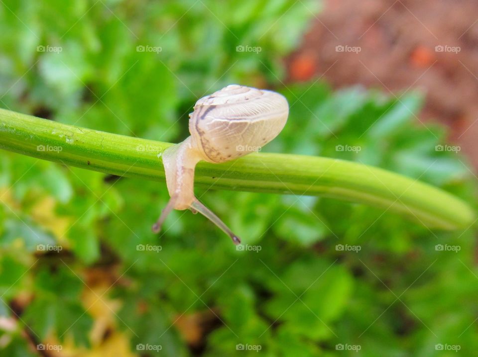 A tiny white snail