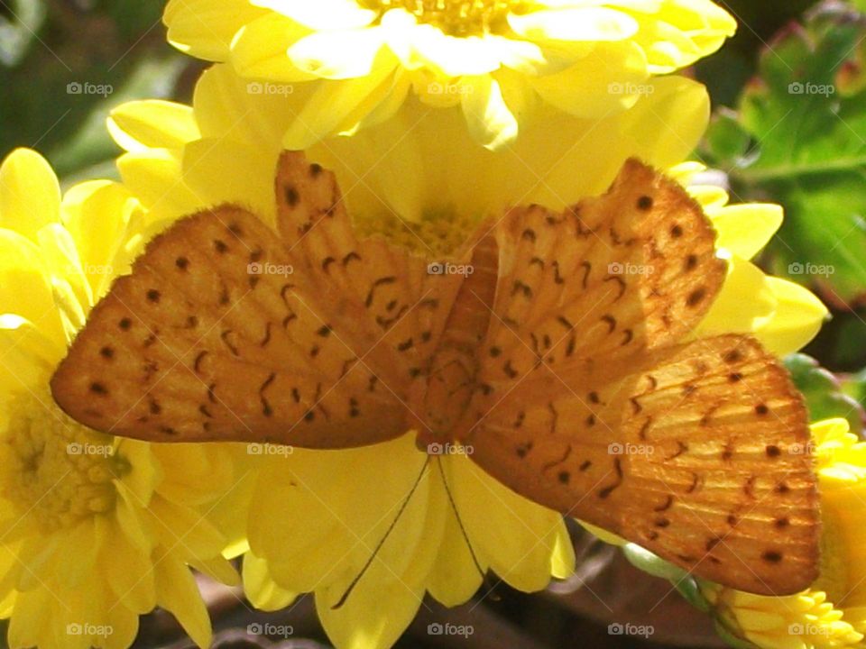 A imperfeita borboleta amarela.