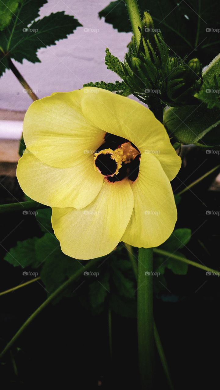 Beautiful yellow flower in the backyard