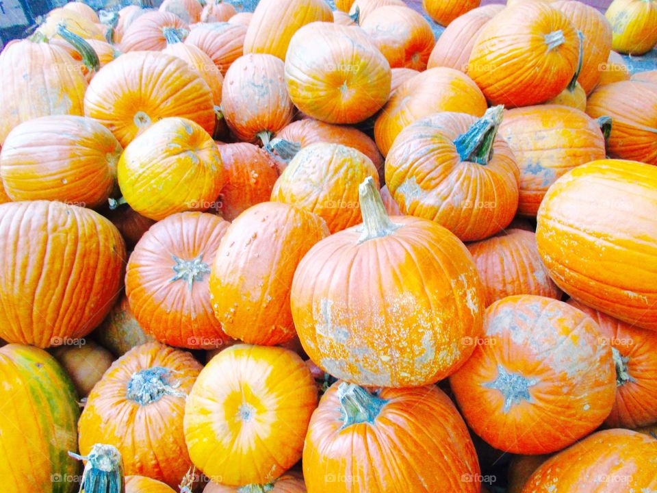 Full frame of pumpkins