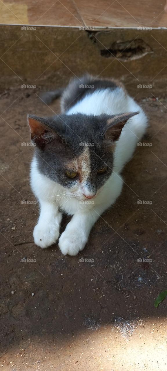 Cute kitten is sitting on the ground