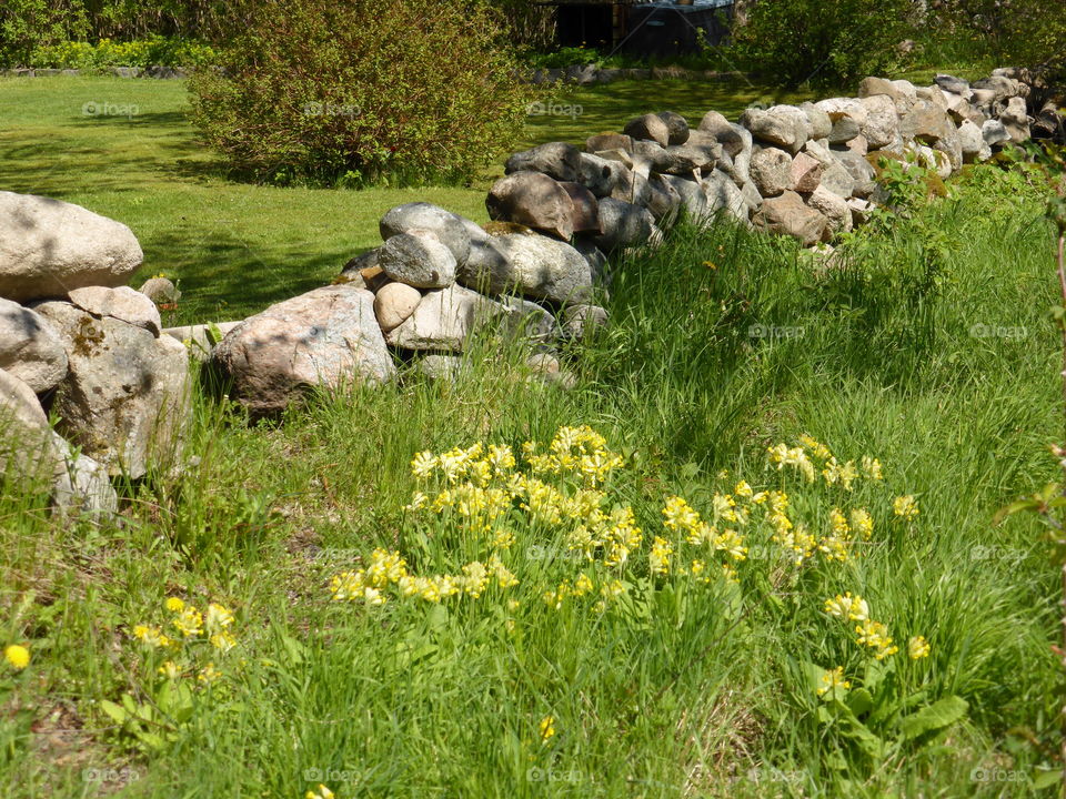 Scenic view of meadow