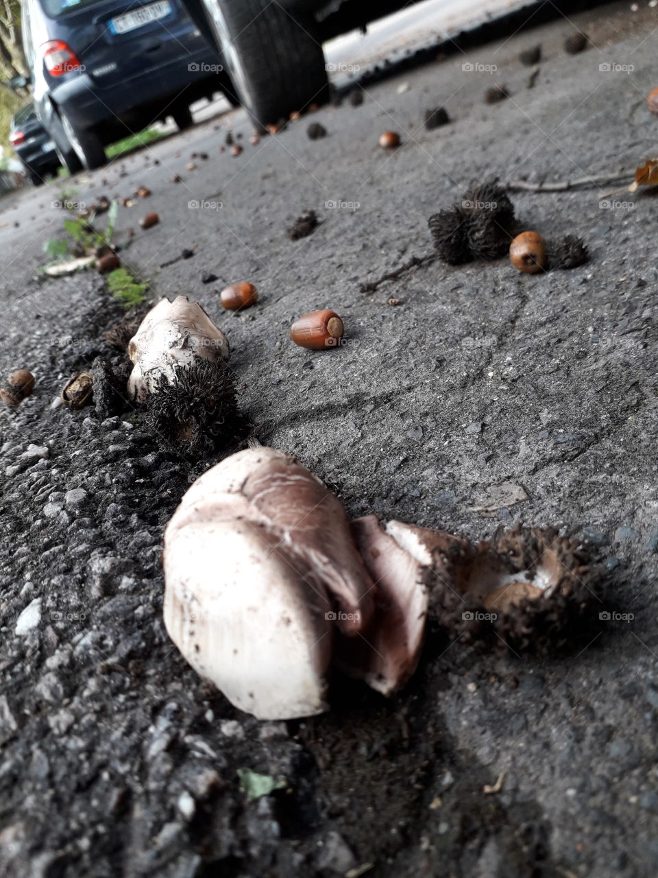 Mushrooms growing on the sidewalk