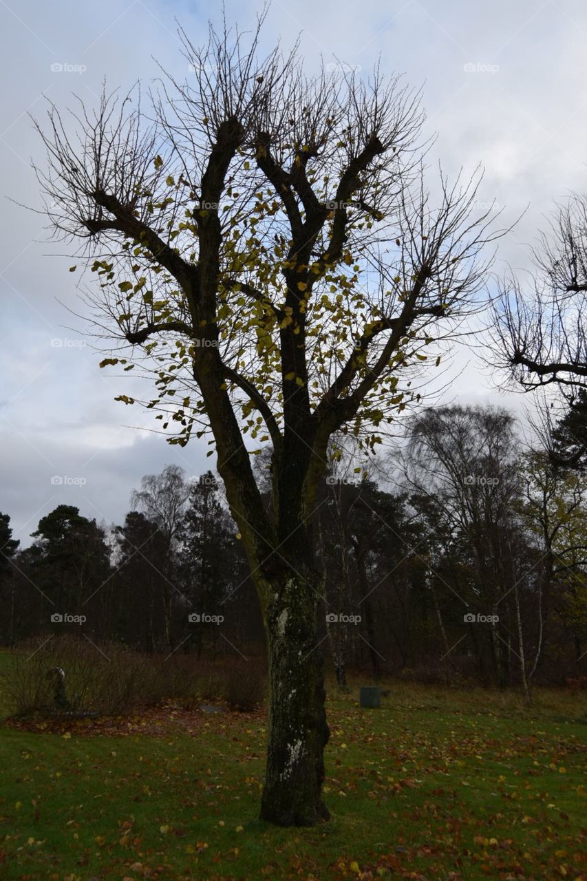 Tree, Landscape, No Person, Nature, Wood