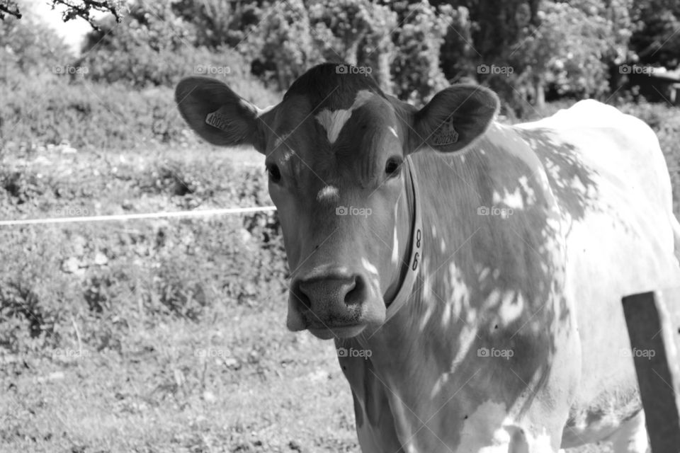 Guernsey cow cooling off in the shade 