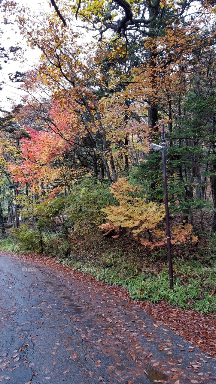 Fall foliage