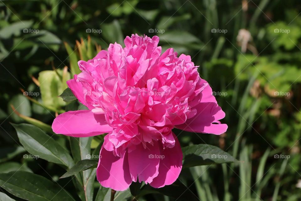 Peony