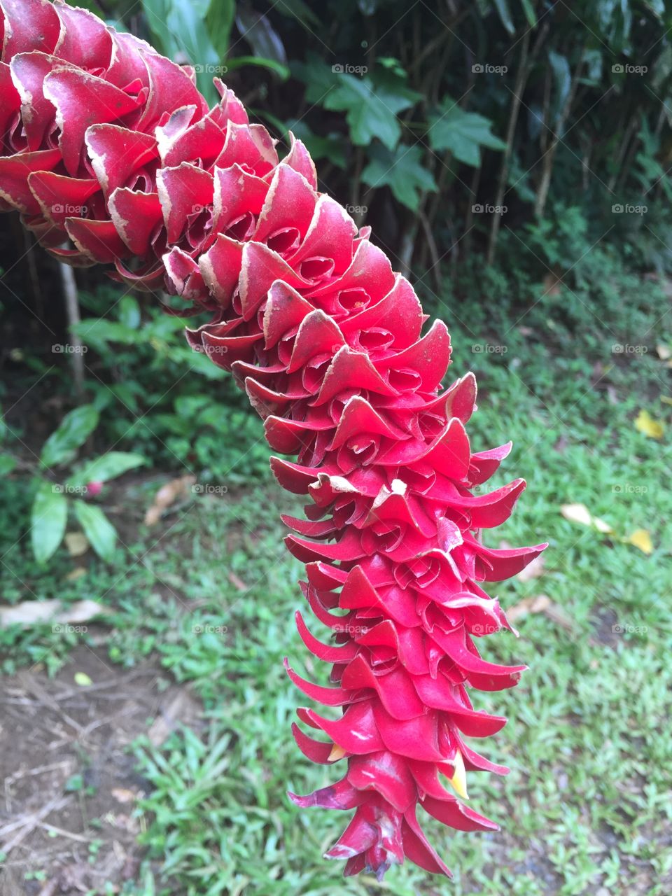Maui plant life
