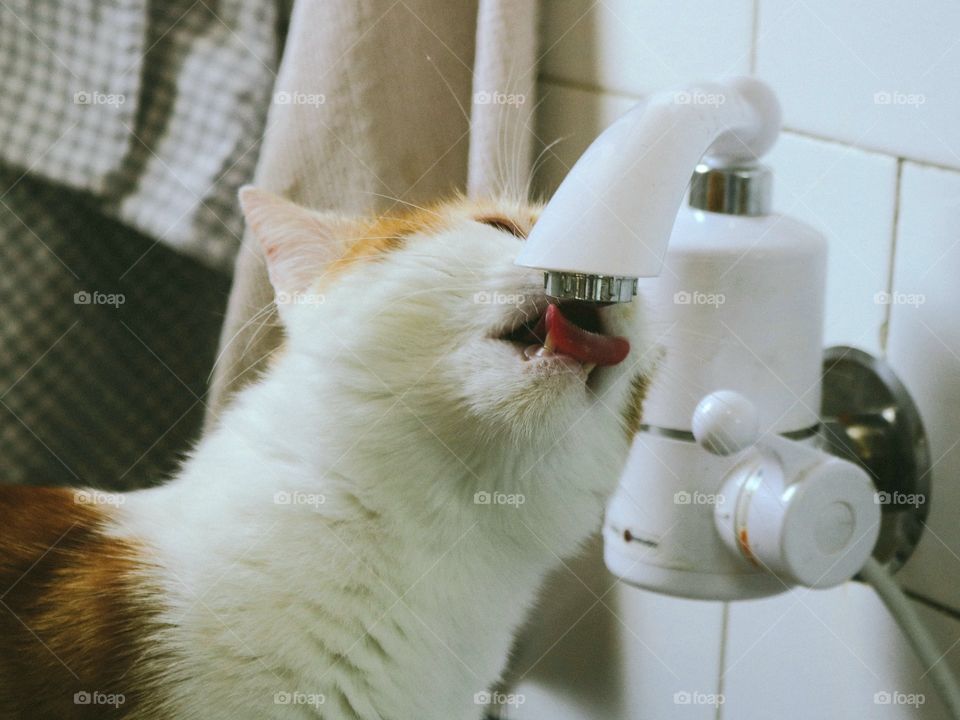 The cat drinks water