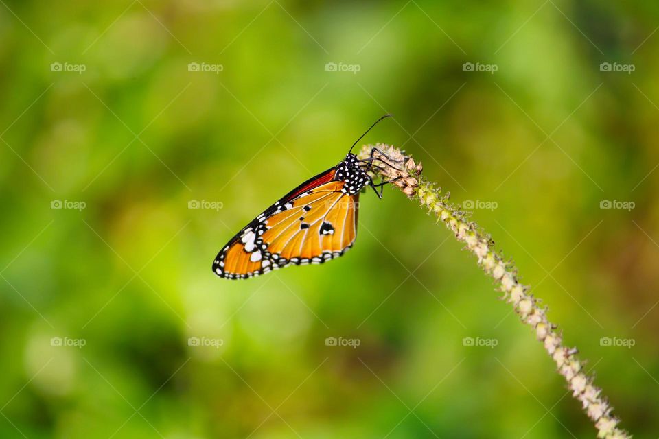 A stunning close-up of a vibrant orange and black butterfly perched delicately on a slender, flowering plant stem