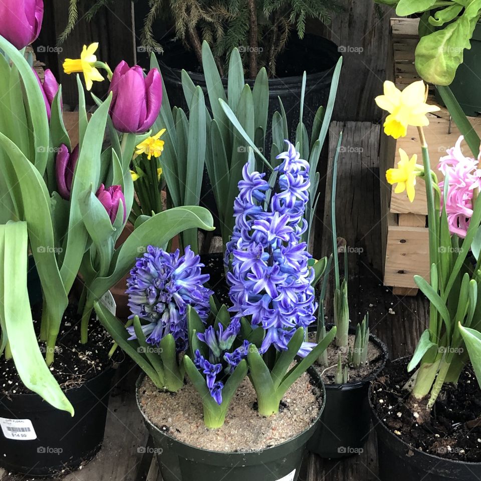 Colorful tulips hyacinths and daffodils 