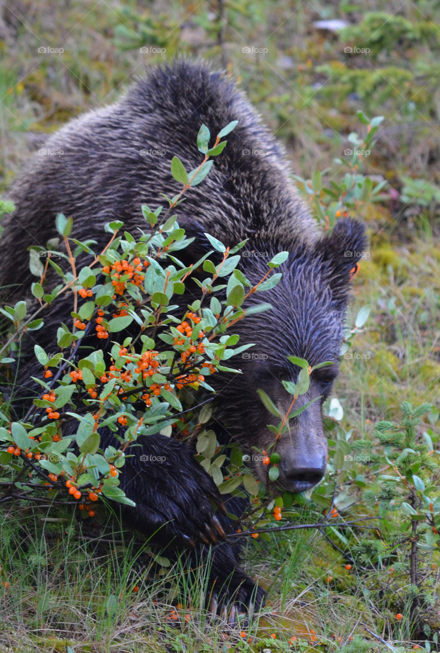 peek a boo bear in Kananaskis